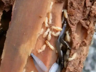 东丽白蚁防治公司分享小区架空层防虫治理，解决楼栋群体性白蚁隐患
